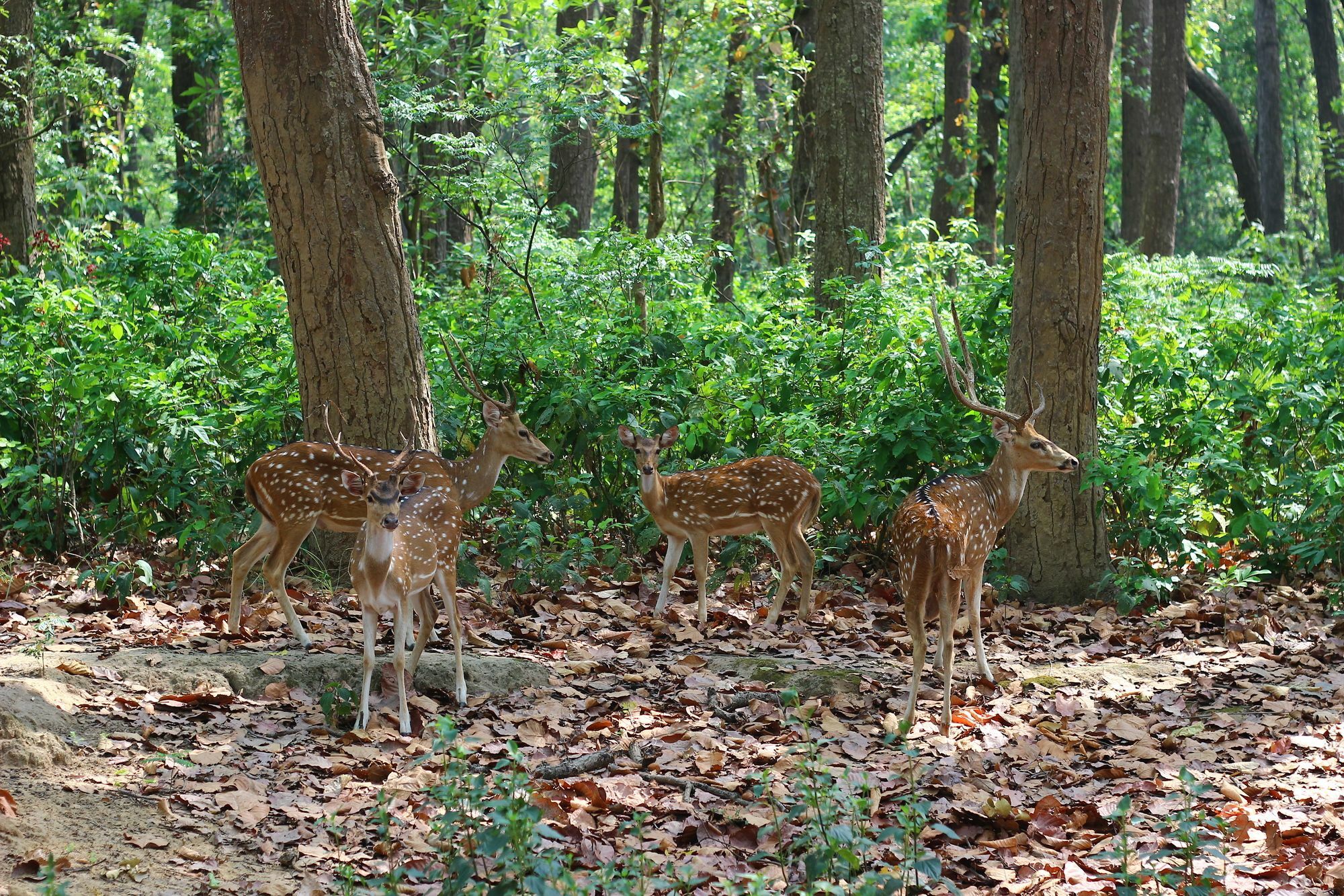 Hotel Jim'S Jungle Retreat Ramnagar  Esterno foto